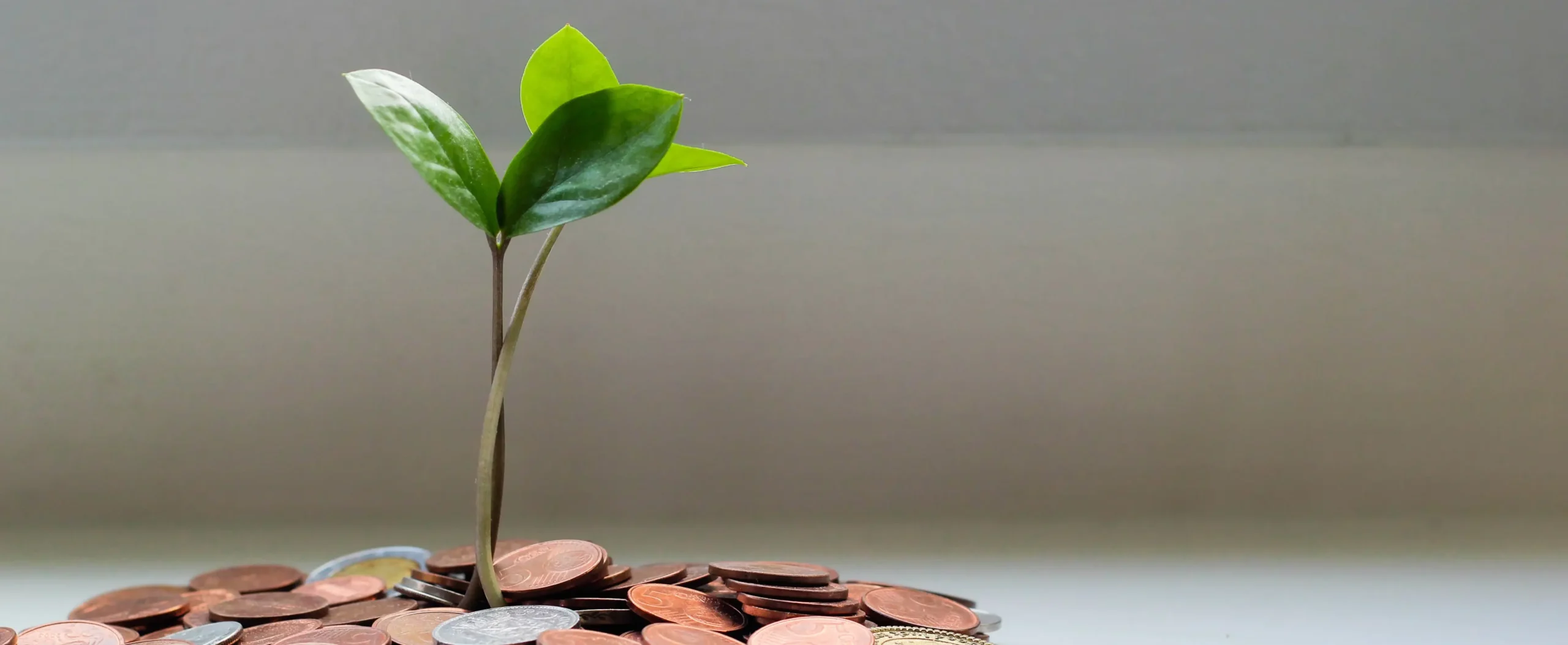 Money Tree